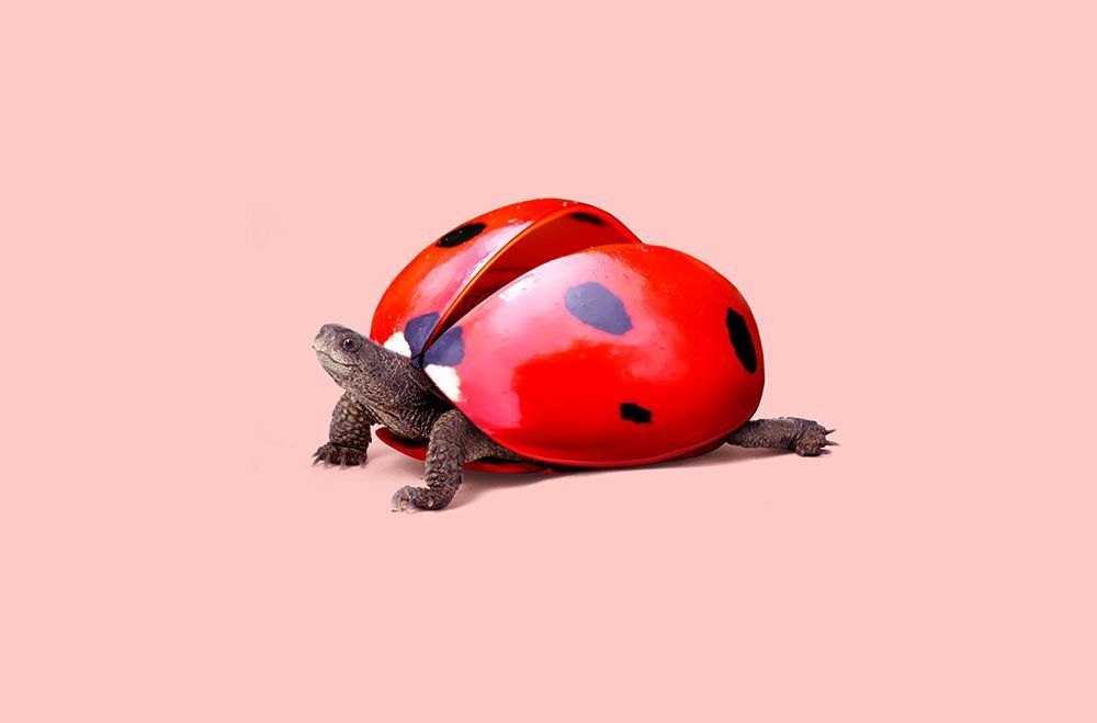 Ladybug Turtle art print by Artem Pozdniakov for $57.95 CAD
