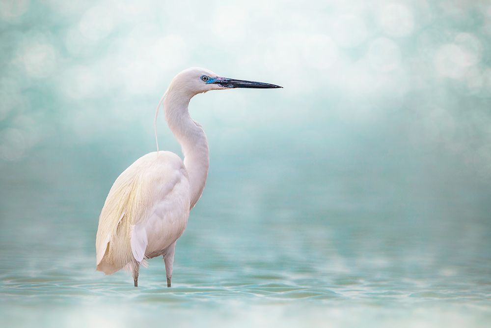Reef Heron art print by Sina Pezeshki for $57.95 CAD