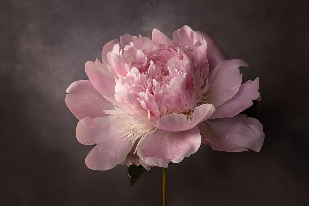 Peony art print by Mirjam Fischer for $57.95 CAD