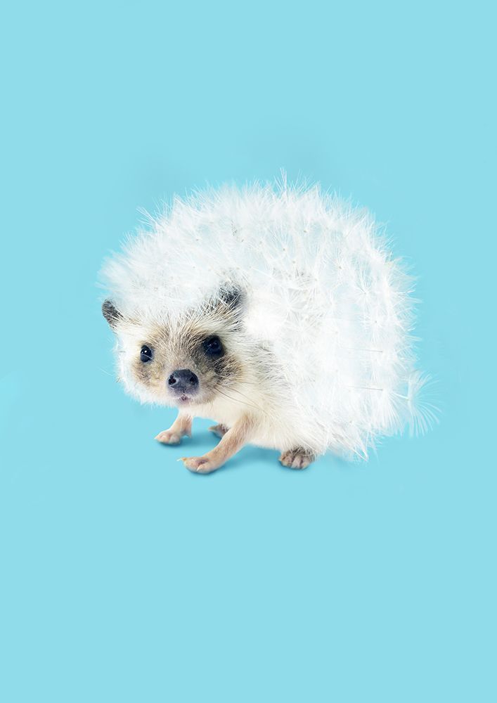 Prickly Like Dandelion art print by Artem Pozdniakov for $57.95 CAD