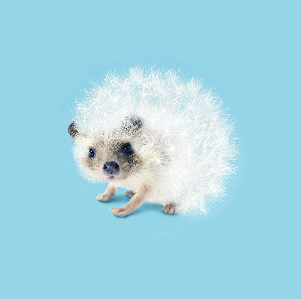 Prickly Like Dandelion art print by Artem Pozdniakov for $57.95 CAD