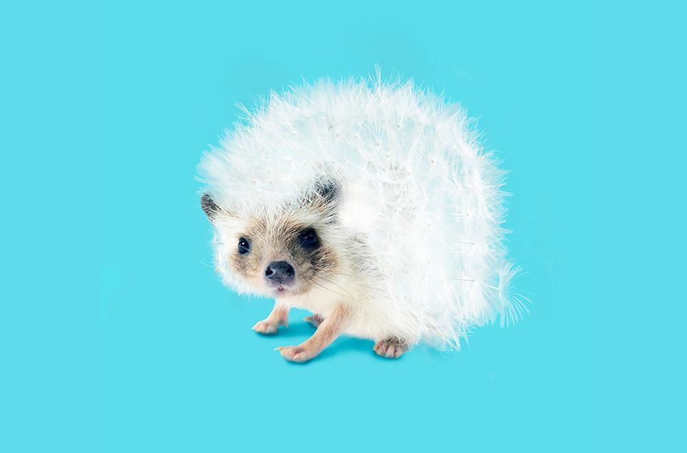 Prickly Like Dandelion art print by Artem Pozdniakov for $57.95 CAD