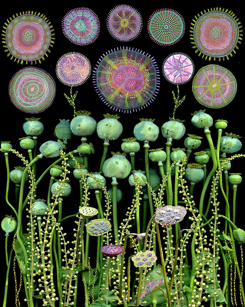 Poppy Floral Meadow.Png art print by Giovanna Nicolo for $57.95 CAD