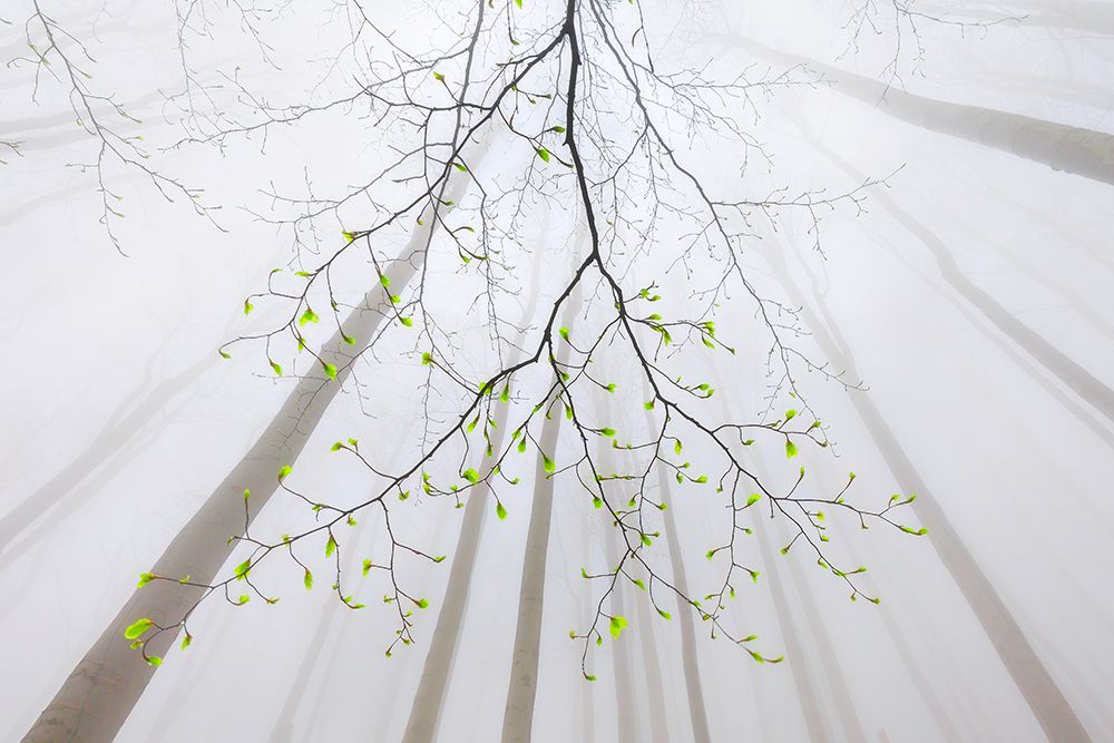 The Branch art print by Tom Pavlasek for $57.95 CAD