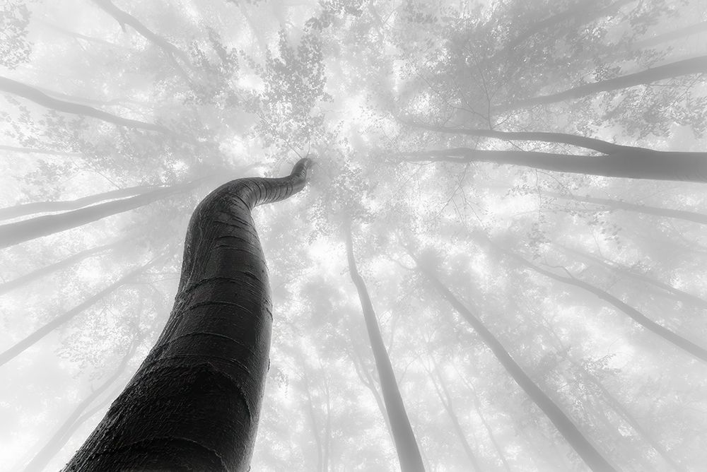 Growing To The Sky art print by Tom Pavlasek for $57.95 CAD