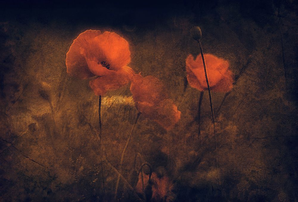 Summer Feelings art print by Jan van der Jan for $57.95 CAD