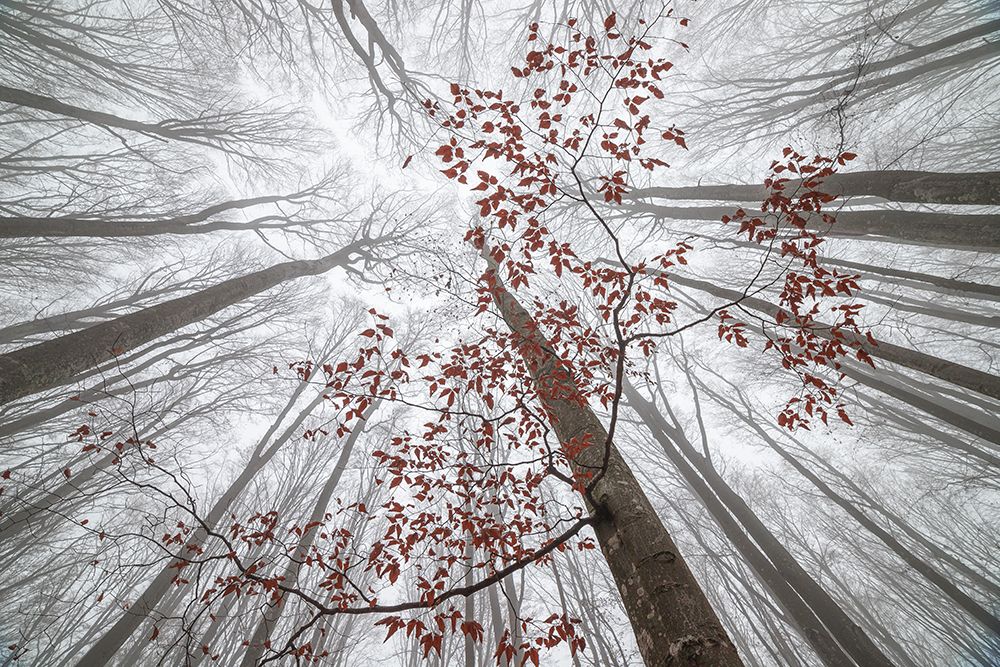 A Wisp Of Fall art print by Alexandru Ionut Coman for $57.95 CAD