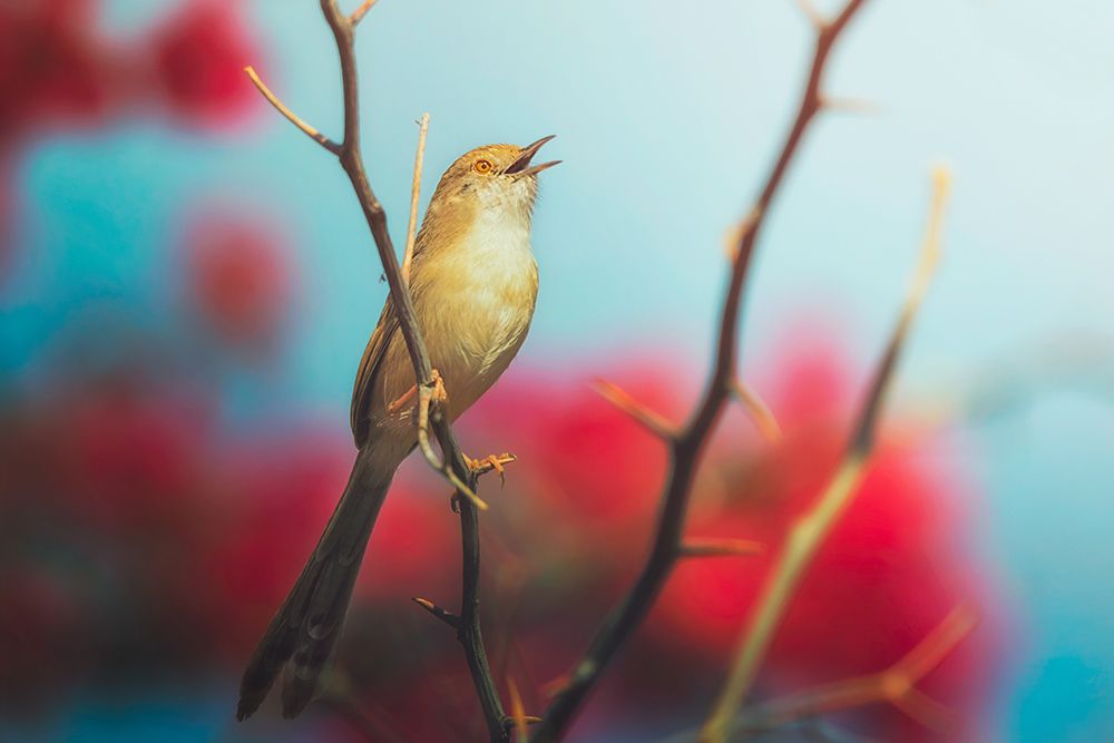 Graceful Pirinia art print by Sina Pezeshki for $57.95 CAD