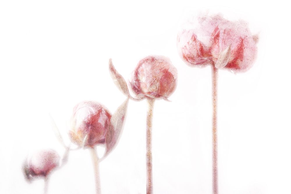 4 Peonies art print by Frank Ulrich Gandenberger for $57.95 CAD