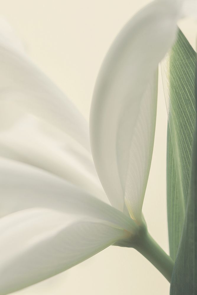 White Iris Flower art print by Alyson Fennell for $57.95 CAD