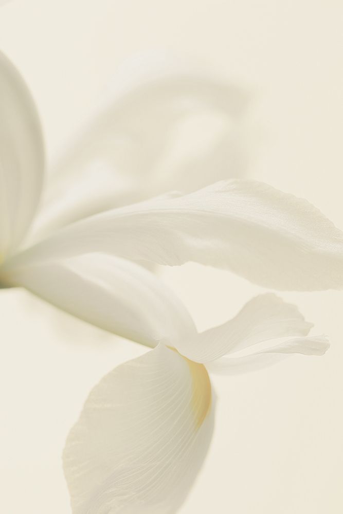 White Iris Flower Close Up art print by Alyson Fennell for $57.95 CAD