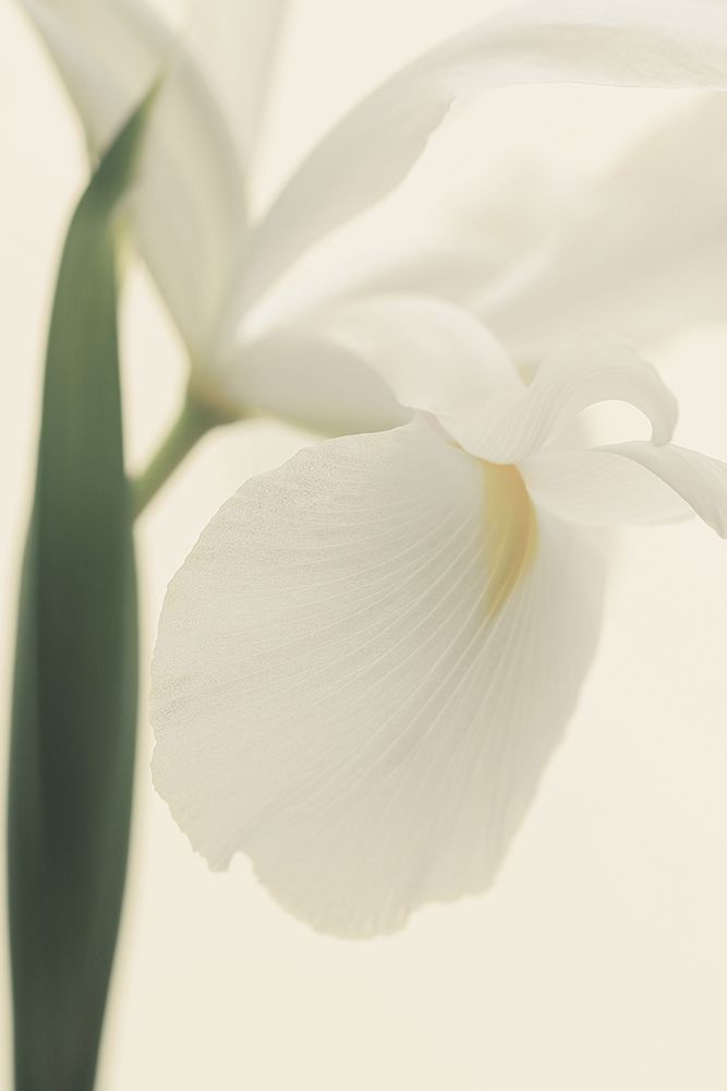 White Iris Flower Ii Pictufy art print by Alyson Fennell for $57.95 CAD
