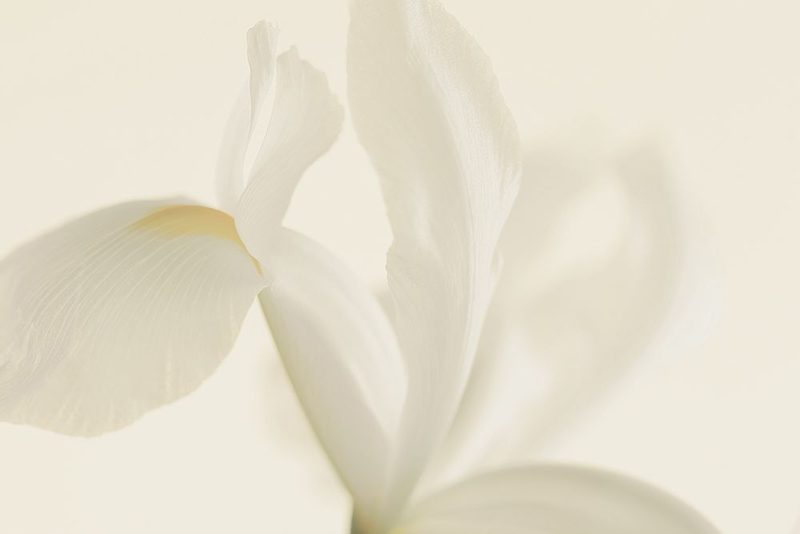 White Iris Flower Close Up art print by Alyson Fennell for $57.95 CAD