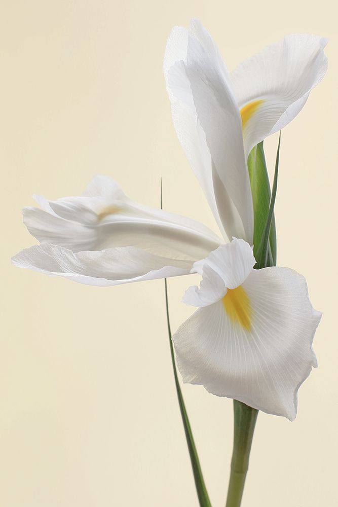 White Iris Flower Portrait art print by Alyson Fennell for $57.95 CAD
