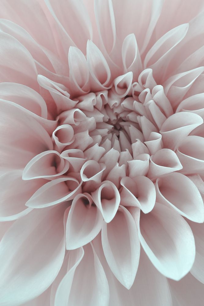Cafe Au Lait Dahlia Closeup art print by Alyson Fennell for $57.95 CAD
