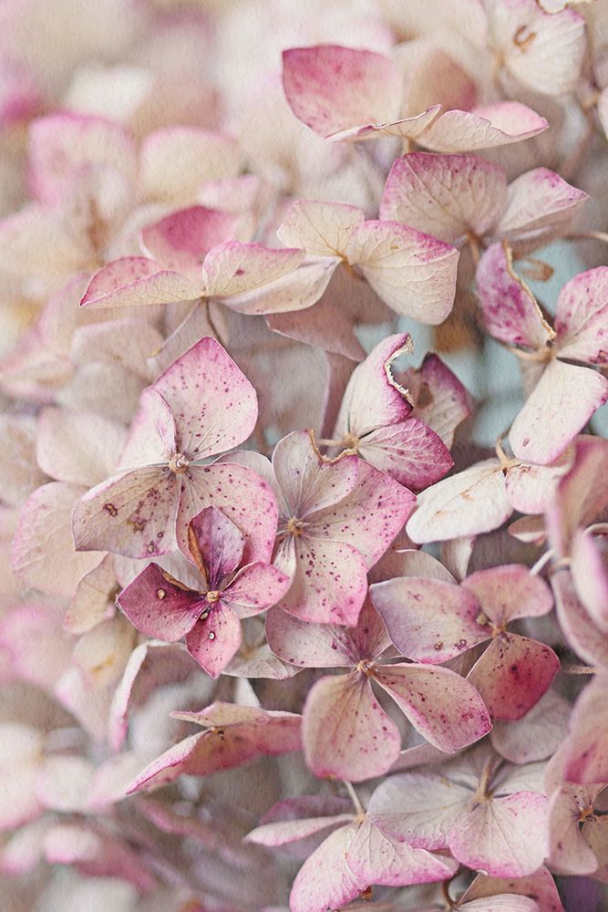 Vintage Pink Hydrangea Petals art print by Alyson Fennell for $57.95 CAD