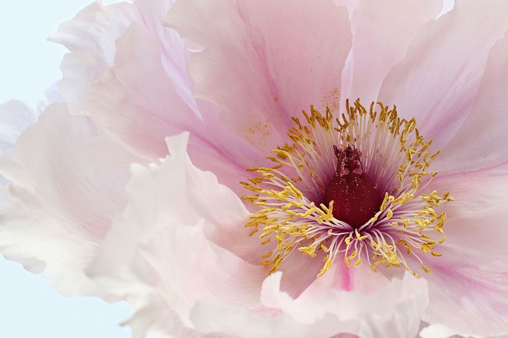 Pink Tree Peony Flower art print by Alyson Fennell for $57.95 CAD