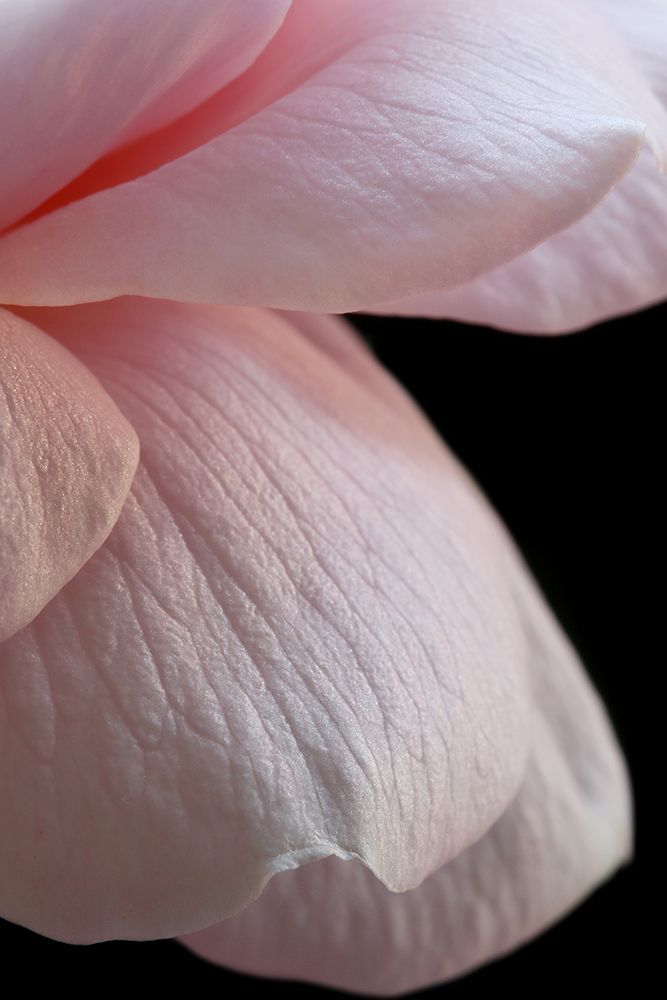Pink English Rose Closeup art print by Alyson Fennell for $57.95 CAD