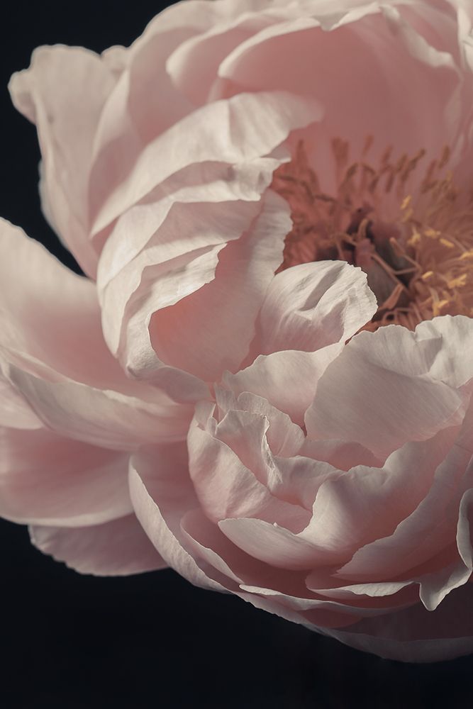 Coral Peony Flower Closeup art print by Alyson Fennell for $57.95 CAD