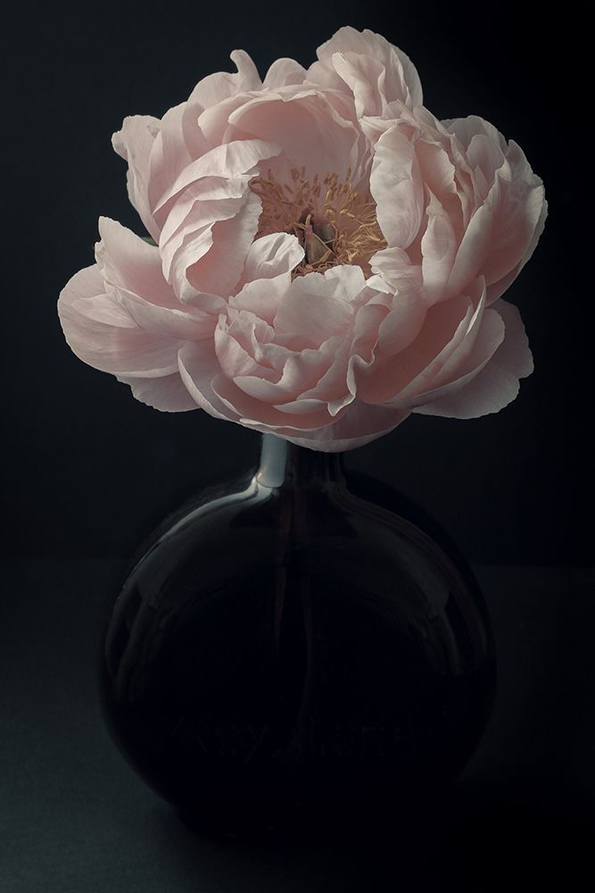 Coral Peony Flower Still Life art print by Alyson Fennell for $57.95 CAD