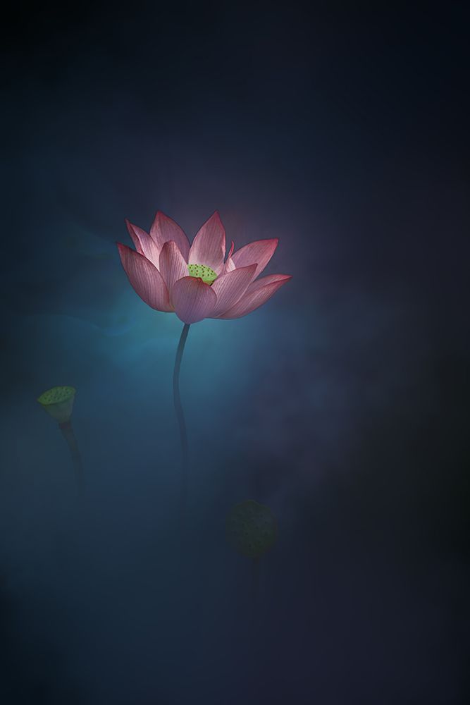 Lotus art print by Ningyun Ye for $57.95 CAD