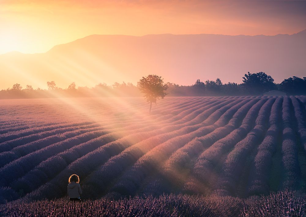 Walking Among Lavenders A739320 art print by Joanaduenas for $57.95 CAD