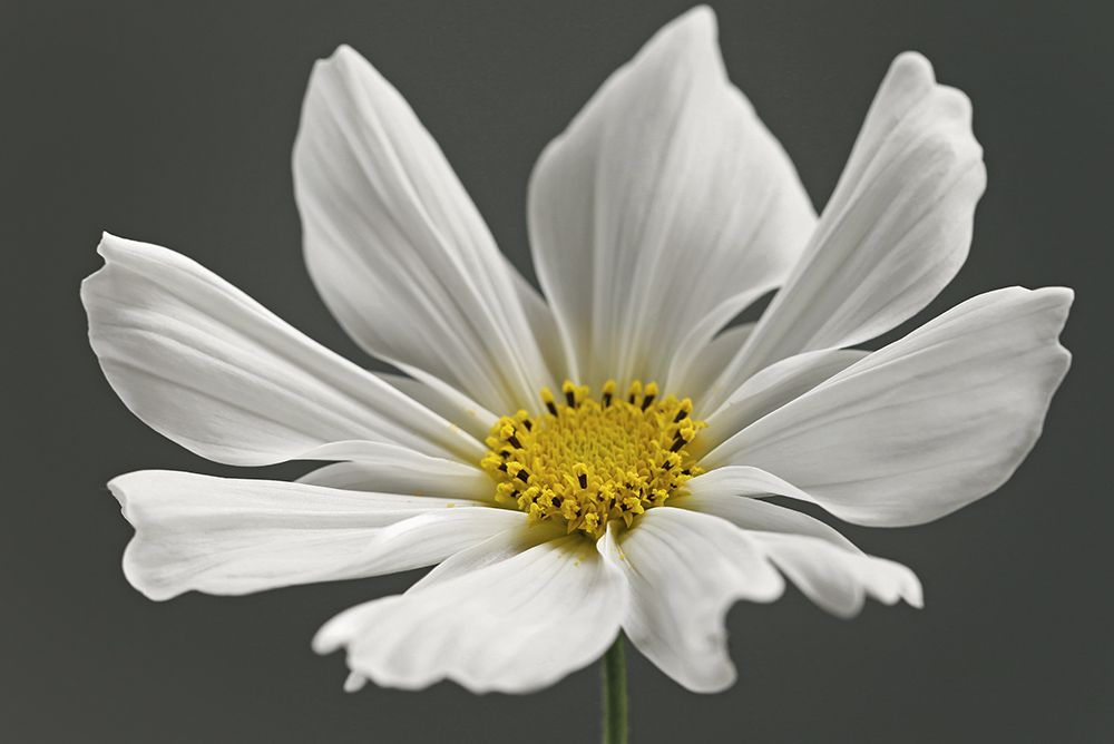 Cosmos Flower art print by Alyson Fennell for $57.95 CAD
