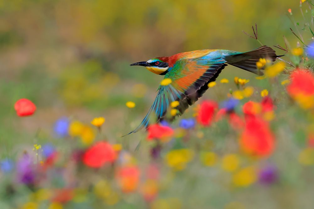 Spring by Andres Miguel Dominguez