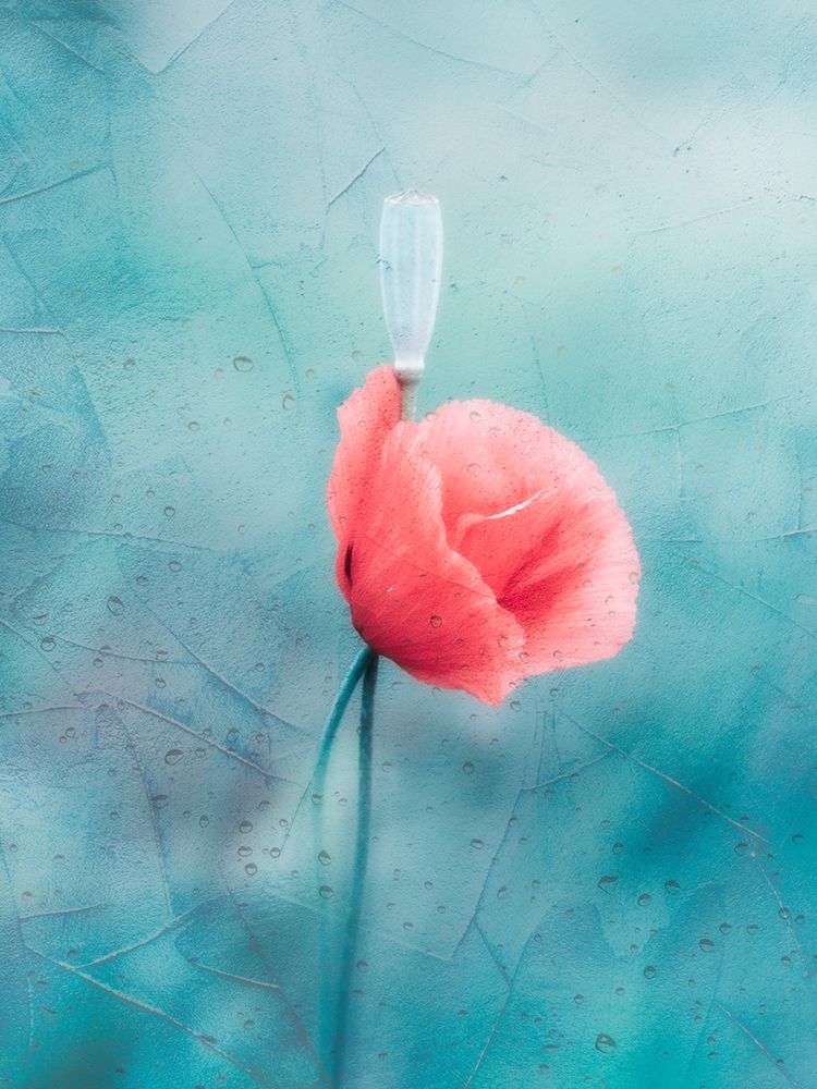 Lets Cool art print by Cristiano Giani for $57.95 CAD