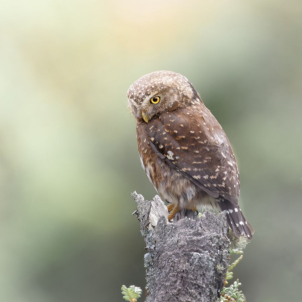Andean Pygmy-Owl art print by Lisandro Perez for $57.95 CAD