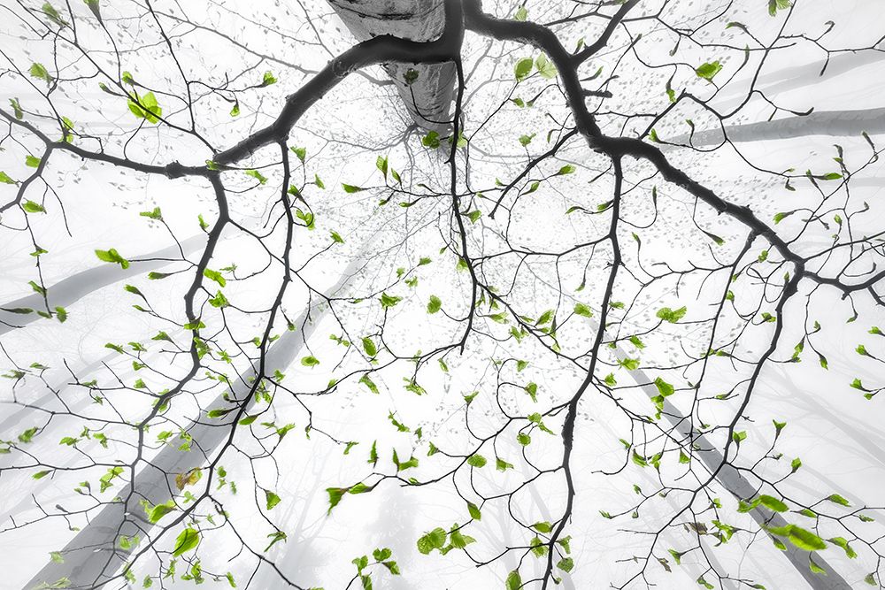 Leaves Of Spring art print by Tom Pavlasek for $57.95 CAD
