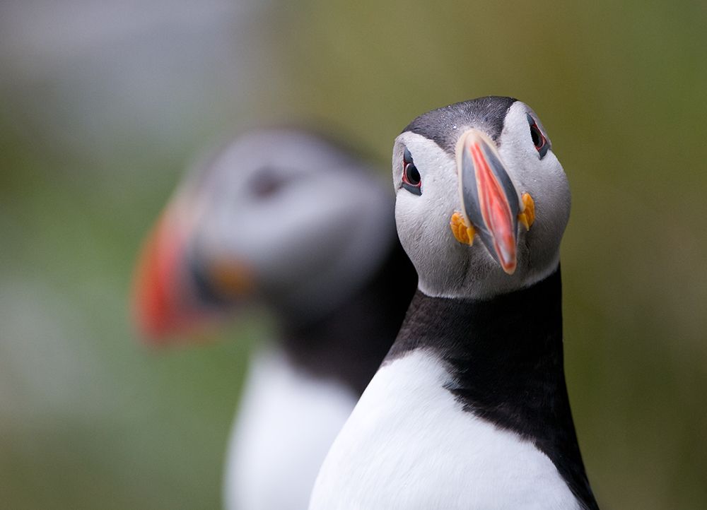 Posing Puffin art print by Olof Petterson for $57.95 CAD
