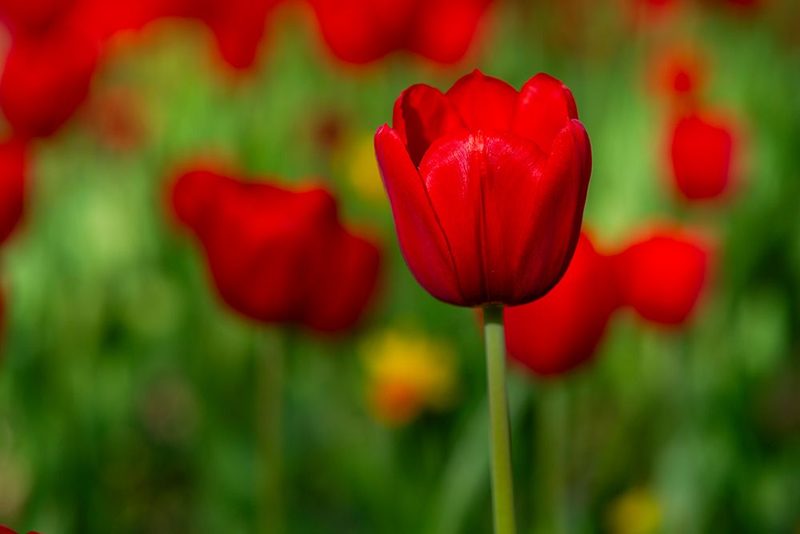 Red Tulips art print by Engin Akyurt for $57.95 CAD