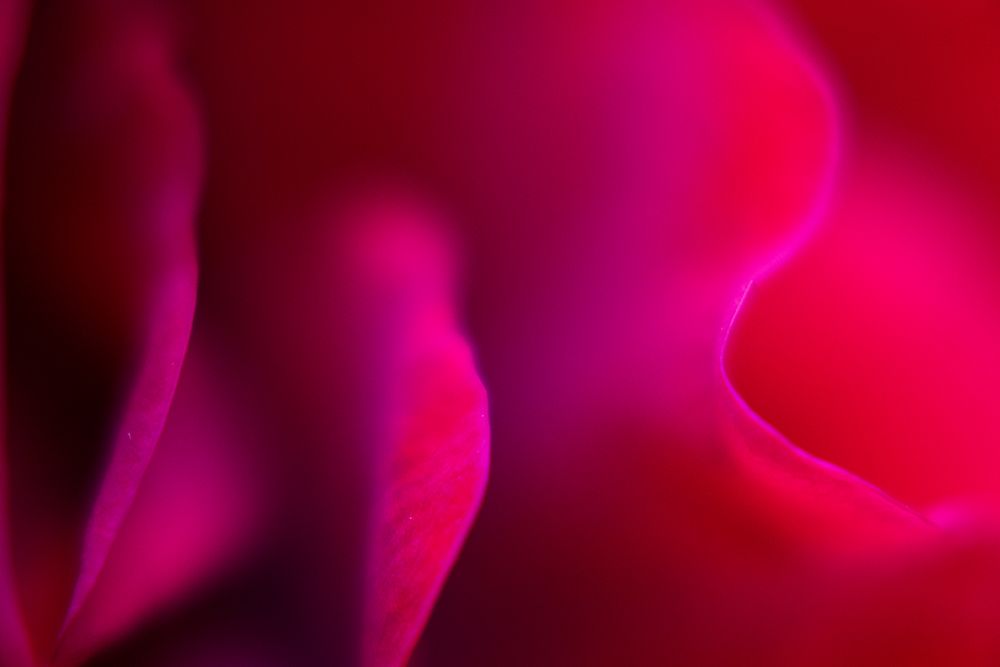 Abstract Rose Leaves art print by Engin Akyurt for $57.95 CAD