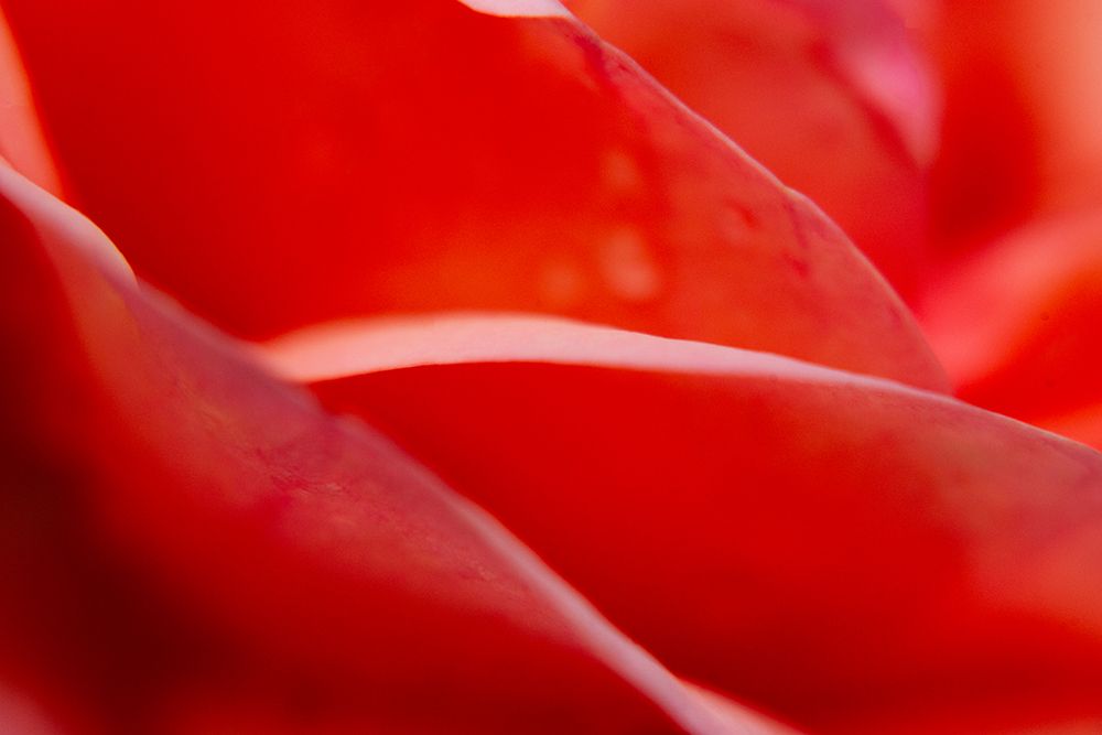 Abstract Rose Leaves art print by Engin Akyurt for $57.95 CAD