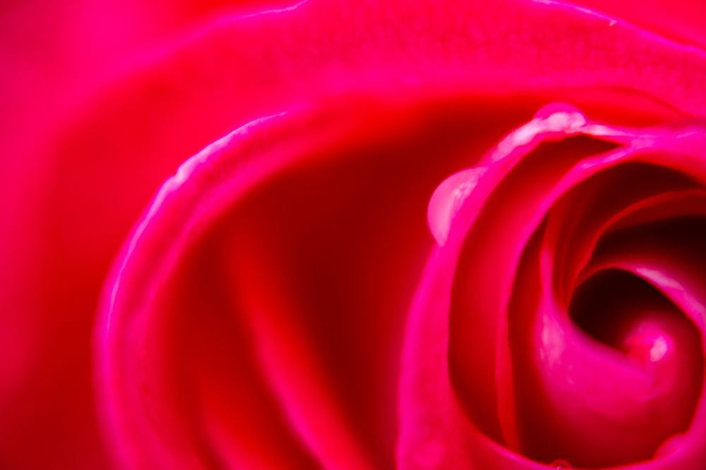 Close-Up Of A Rose art print by Engin Akyurt for $57.95 CAD