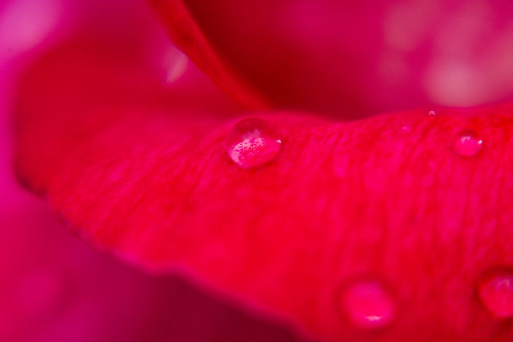 Rose Petal And Water Drops art print by Engin Akyurt for $57.95 CAD