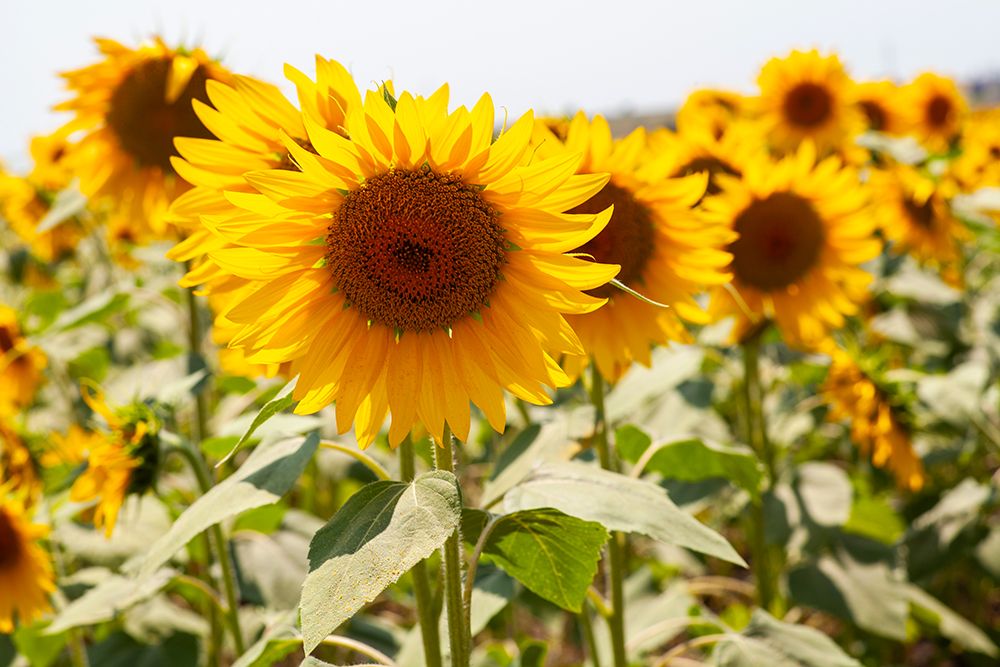 Sunflowers On A Sunny Day art print by Engin Akyurt for $57.95 CAD