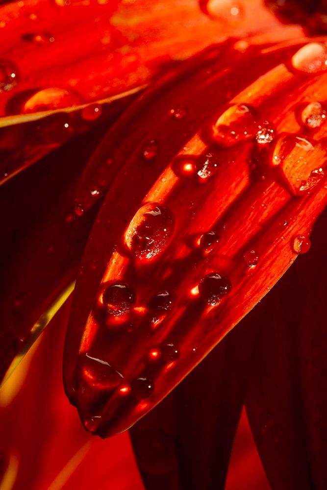 Flower Leaf And Water Drops art print by Engin Akyurt for $57.95 CAD