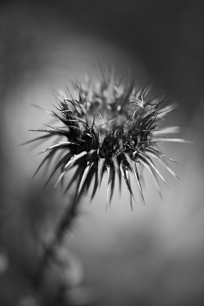 Prickly Desert Plant art print by Engin Akyurt for $57.95 CAD