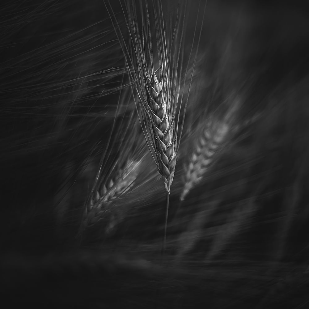 Summer Breeze art print by Marc Huybrighs for $57.95 CAD