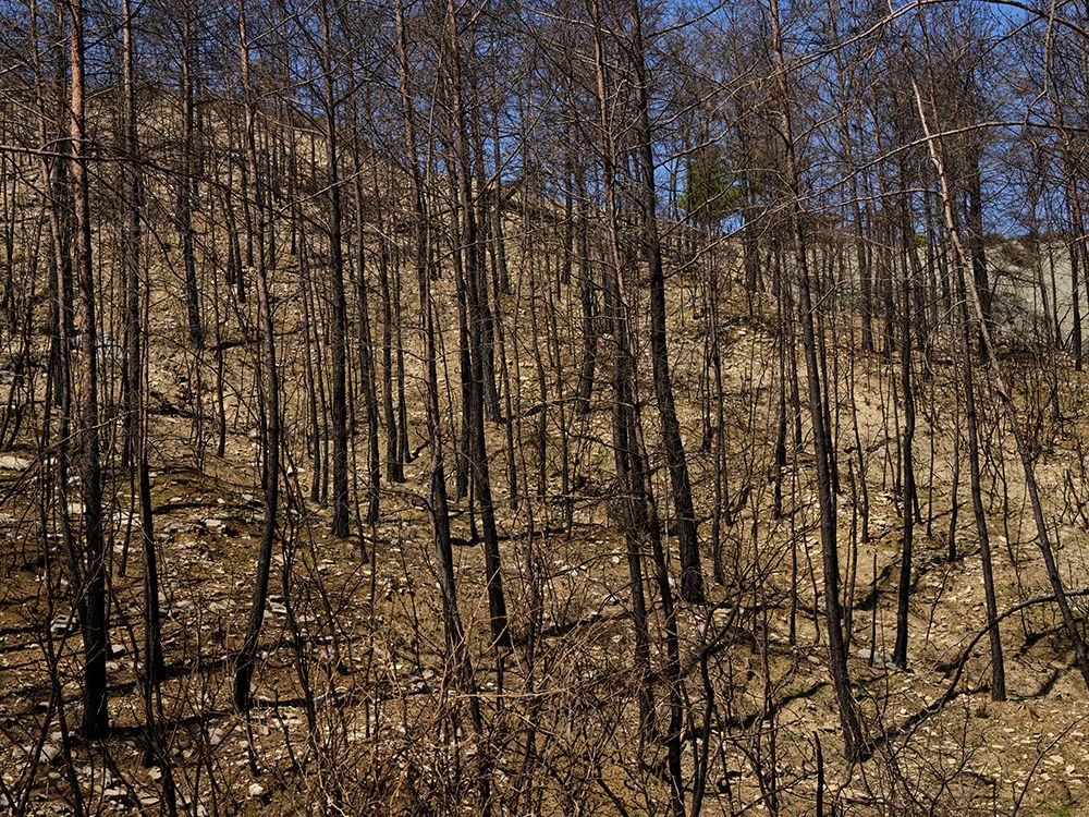 Burnt Trees In The Forest art print by Engin Akyurt for $57.95 CAD