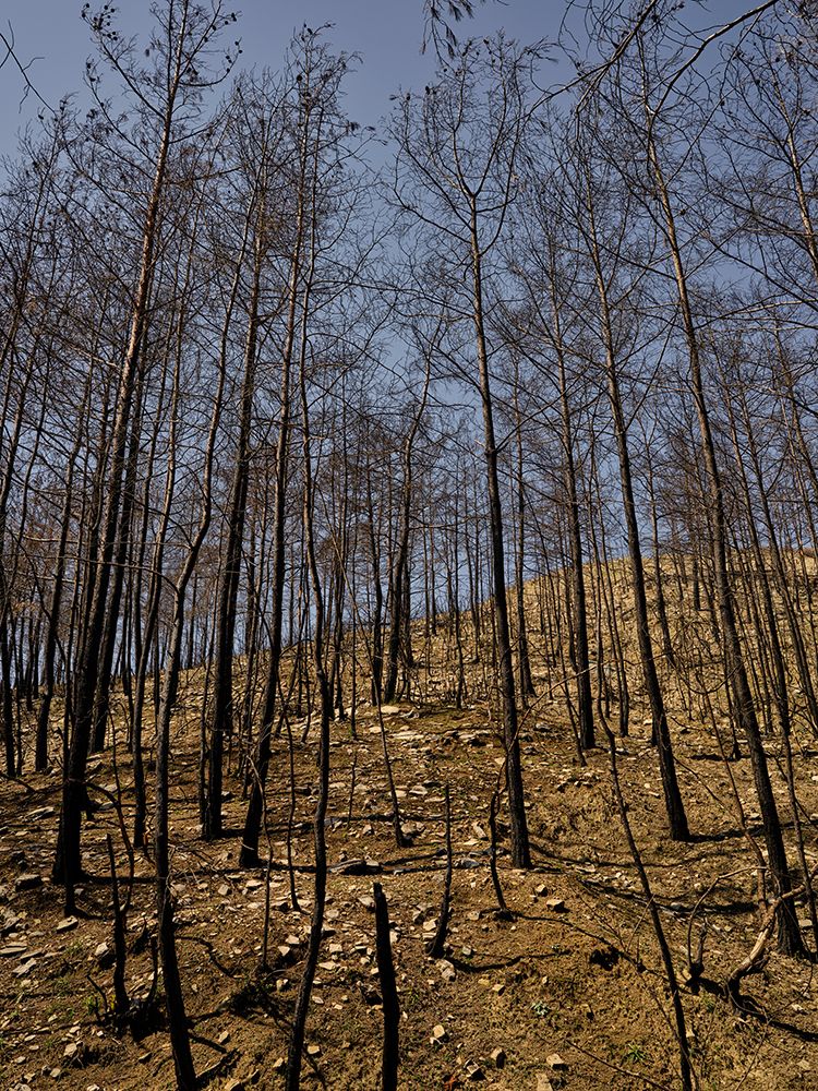 Burnt Trees In The Forest art print by Engin Akyurt for $57.95 CAD