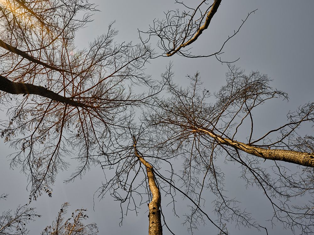 Burnt Trees In The Forest art print by Engin Akyurt for $57.95 CAD
