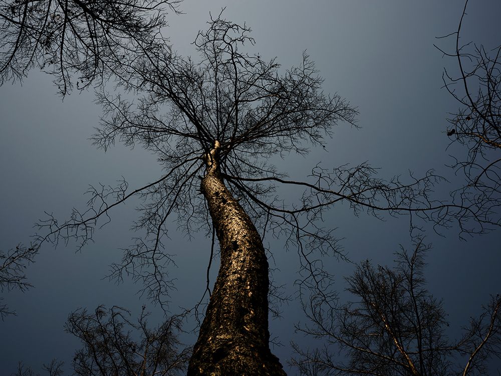 Burnt Tree And Sky Background art print by Engin Akyurt for $57.95 CAD