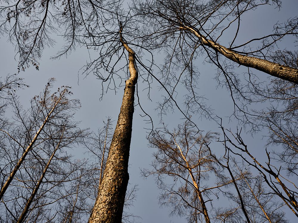 Burnt Trees And Sky Background art print by Engin Akyurt for $57.95 CAD