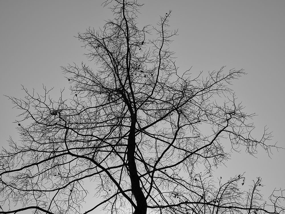 A Burned Tree art print by Engin Akyurt for $57.95 CAD