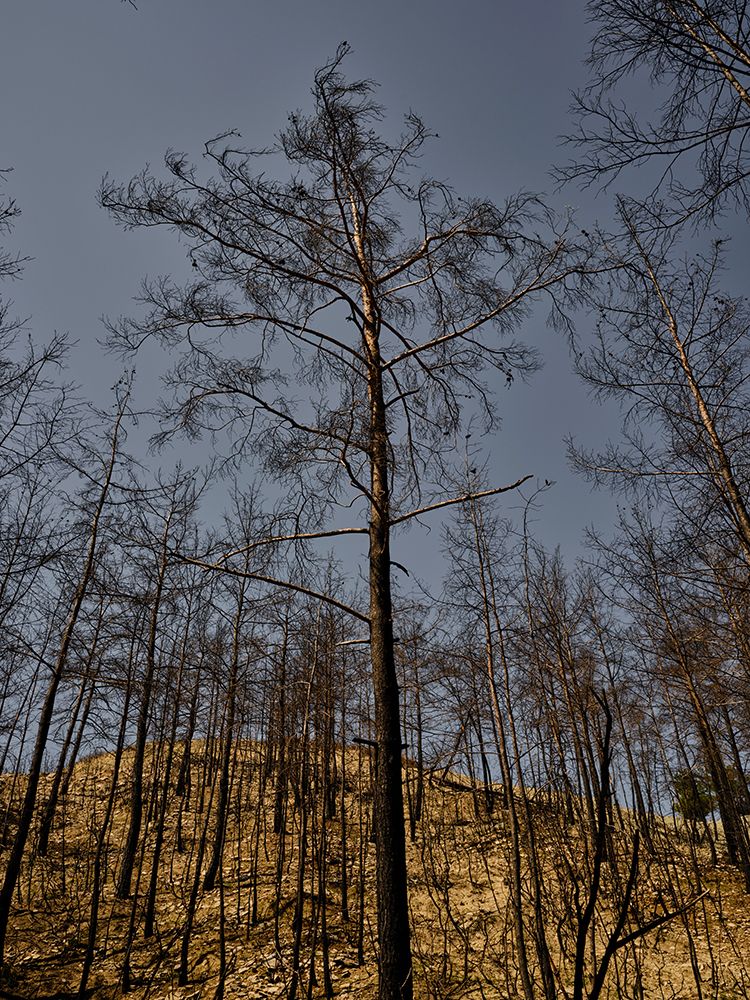 Image Of A Forest After A Fire art print by Engin Akyurt for $57.95 CAD