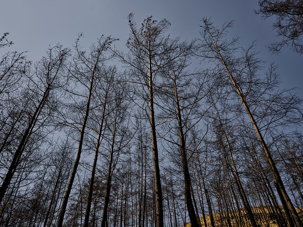 Image Of A Forest After A Fire art print by Engin Akyurt for $57.95 CAD