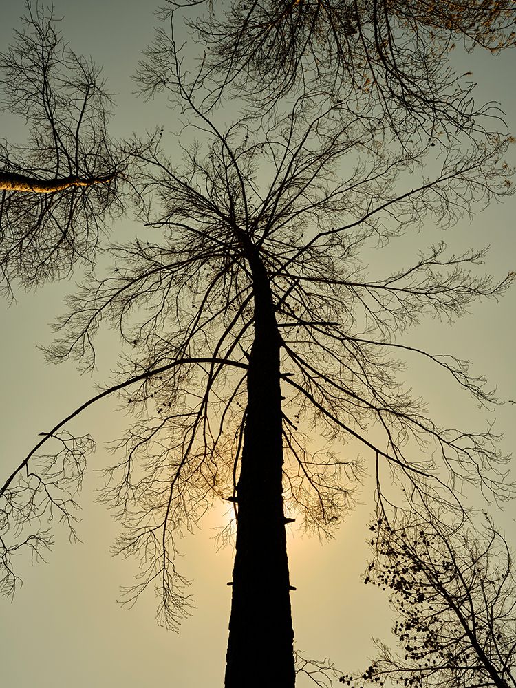 A Burned Tree art print by Engin Akyurt for $57.95 CAD